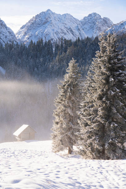 istock Pines in the snow 1449427796