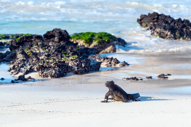 istock Galapagos Marine Iguana 1449430533