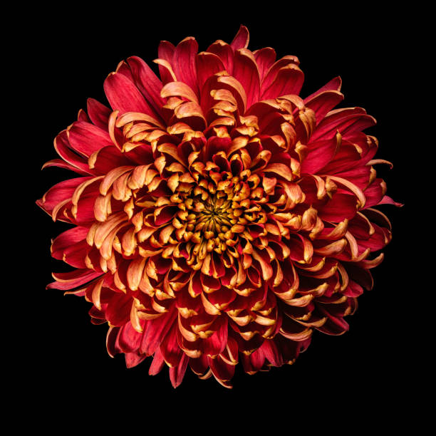 istock Red-orange chrysanthemum flower isolated on black background. Studio close-up shot. 1449430841