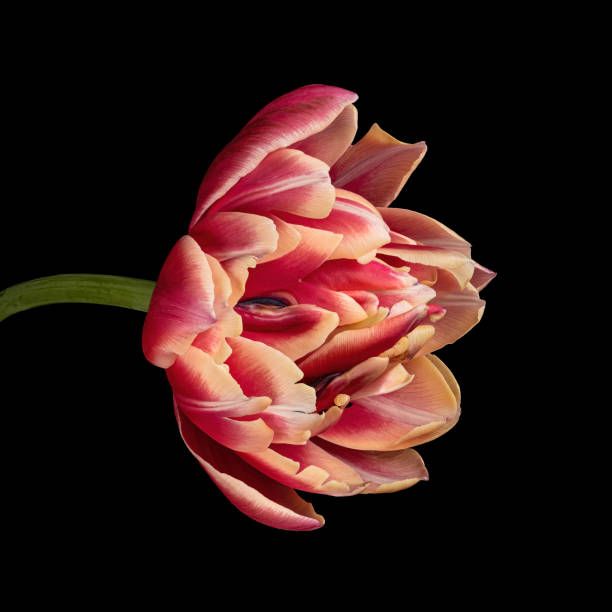 istock Multicolor blooming tulip with stem isolated on black background. Close-up shot. 1449430853
