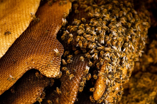 Closeup of bees on a Honeycomb