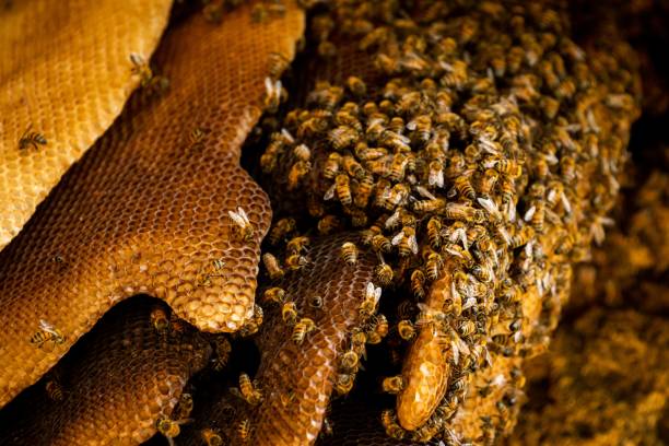 Closeup of bees on a Honeycomb A closeup of bees on a Honeycomb beehive stock pictures, royalty-free photos & images