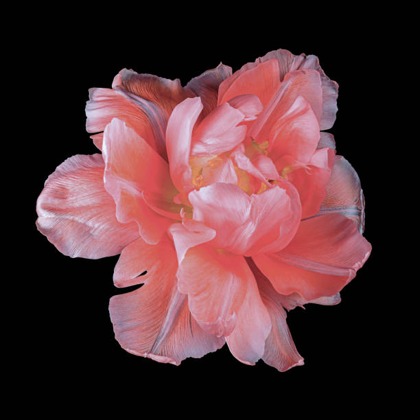 istock Blooming red-white blooming tulip isolated on black background. Close-up studio shot. 1449430875