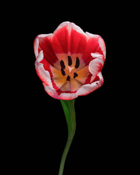 istock Red-white blooming tulip with green stem and leaf isolated on black background. Studio close-up shot. 1449430877