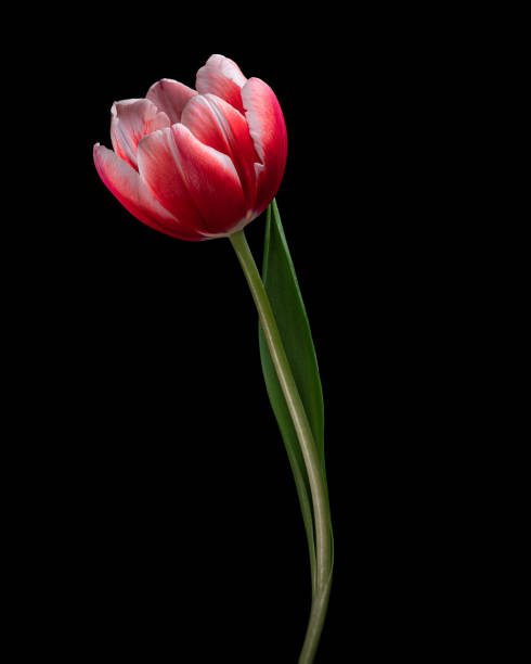 istock Red-white blooming tulip with green stem and leaf isolated on black background. Studio close-up shot. 1449430882