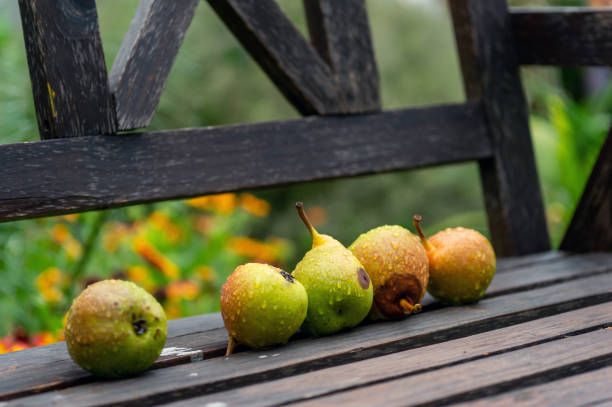 A close-up shot of a rustic wicker basket filled with fresh fruits, including apples and pomegranates, adorned with dewdrops. The basket is set against a warm, wooden background, giving the image a cozy, autumnal feel. Perfect for use in food, rustic lifestyle, and seasonal-themed advertising or editorial projects