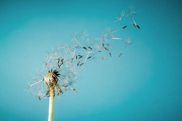 istock Dandelion and flying seeds on blue background 1449431055