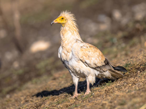 istock Egyptian vulture foraging 1449431203