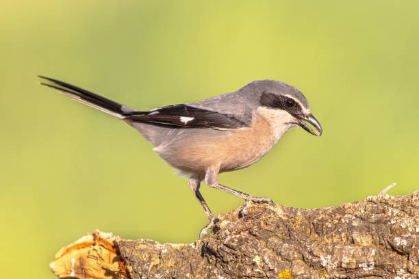 istock Iberian Grey Shrike on bright background 1449431753