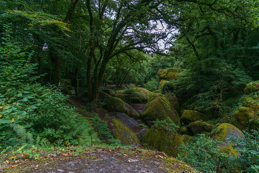 Fairy tale forest with magical moss grown rocks, Huelgoat, Brittany, France