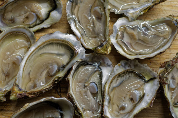 istock close up of oysters 1449431970