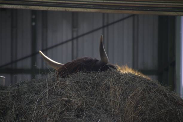 Two bulls drinking water from an icy water trough
