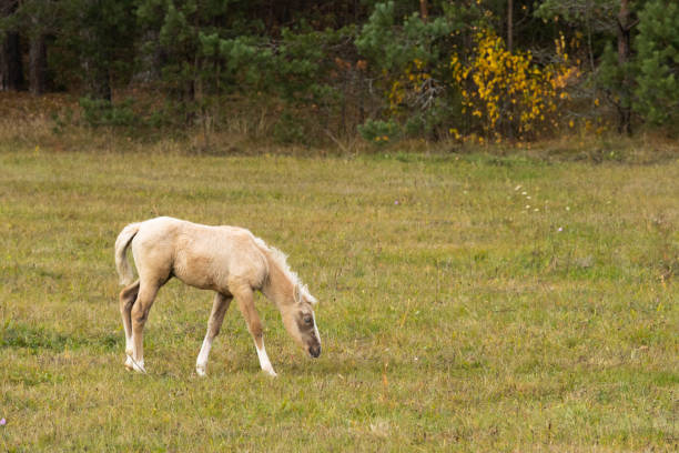 Palomino foal grazing in the field. High quality photo
