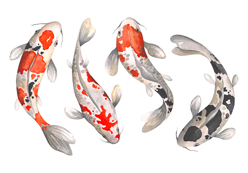 Watercolor Japanese koi - carp. Set of illustrations with isolated fish.