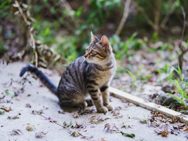 istock Selective focus shot of a cat outdoors 1449434557