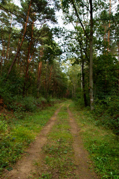 istock road in the forest going into the distance 1449437095