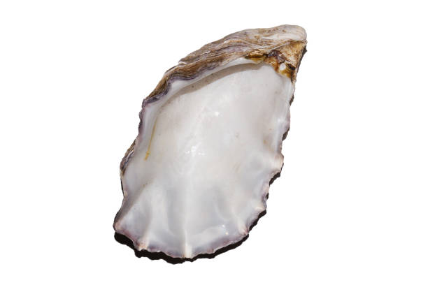 beautiful sea shell isolated on white background