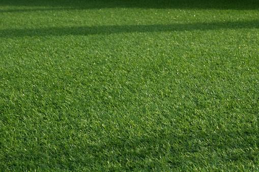 Green grass lawn lawn closeup