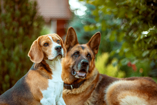 Close up portrait of shepherd dog and beagle in the garden