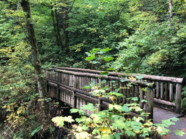 istock Wooden bridge in a rainforest 1449439206