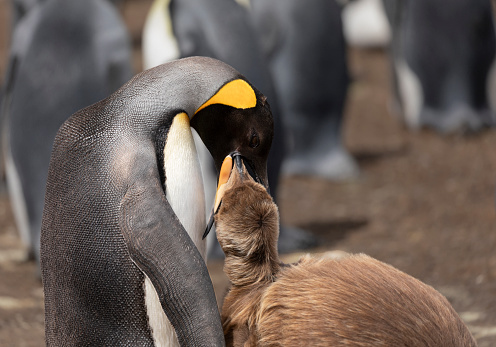 A parent King Penguin, Aptenodytes patagonicus, feeding its well-grown fluffy chick in the penguin colony at Volunteer Point, East Falkland