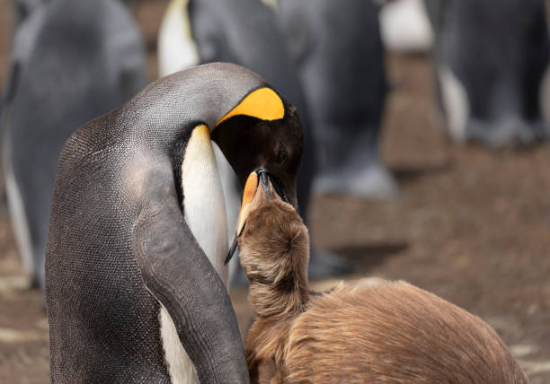 pinguim-rei que alimenta o filhote, malvinas - pinguim de schlegel - fotografias e filmes do acervo