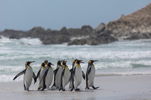 A group of King Penguins, Aptenodytes patagonicus, splashing  along the edge of the white sandy beach at Volunteer Point, East Falkland.