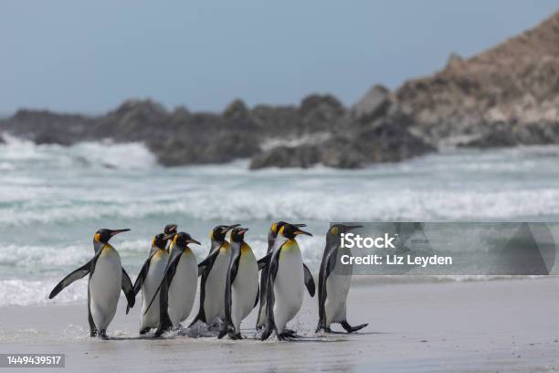 King Penguins Volunteer Point Falklands Stock Photo - Download Image Now - Animal Wildlife, Animals In The Wild, Atlantic Ocean