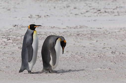 Two King Penguins, Aptenodytes patagonicus, standing on a white, sandy beach at Volunteer Point, East Falkland