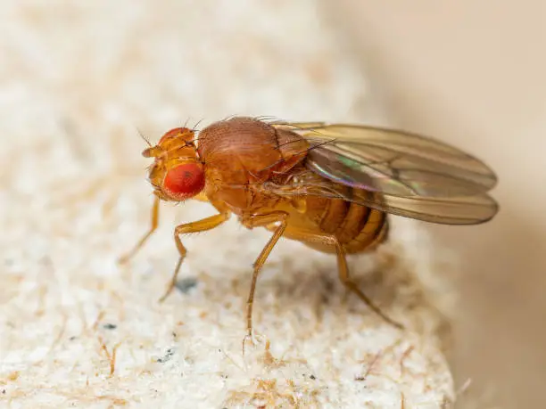 Photo of Tropical Fruit Fly Drosophila Diptera Parasite Insect Pest on Vegetable Macro