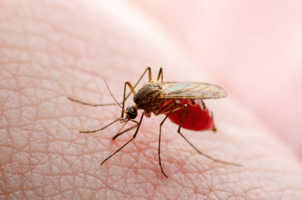 zika peligroso mordedura de piel de mosquito infectado. leishmaniasis, encefalitis, fiebre amarilla, dengue, malaria disease, mayaro o virus zika infeccioso culex mosquito parásito insecto macro. - mosquito malaria parasite biting insect fotografías e imágenes de stock