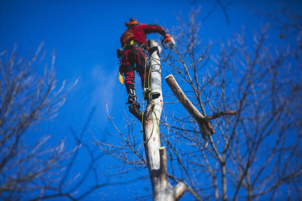 Arborist tree surgeon cutting tree branches with chainsaw, lumberjack woodcutter in uniform climbing and working on heights, process of tree pruning and sawing on the top