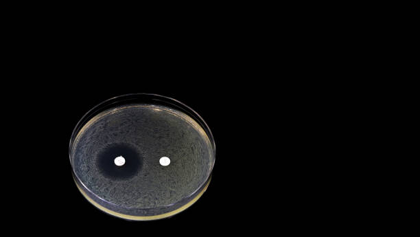 prueba de sensibilidad o resistencia a antibióticos en un cultivo microbiológico de bacterias moradas. espacio para texto. - mrsa bacterium streptococcus staphylococcus fotografías e imágenes de stock