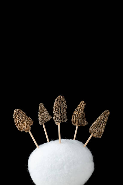 istock Dried Morel Mushrooms as Trees 1449447296