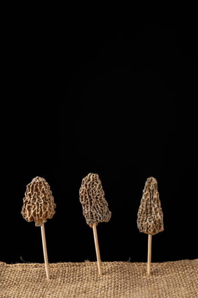 suszone grzyby morel jako drzewa - morel mushroom edible mushroom food bizarre zdjęcia i obrazy z banku zdjęć