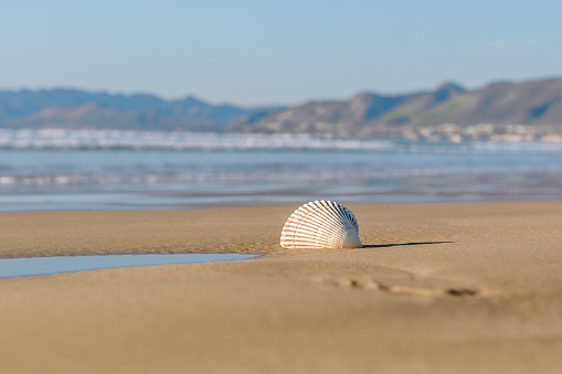 Seashell on the beach. Seascape background of empty sand beach, seashell, blue ocean waves, and mountains. Summer, vacation concept, copy space for the text