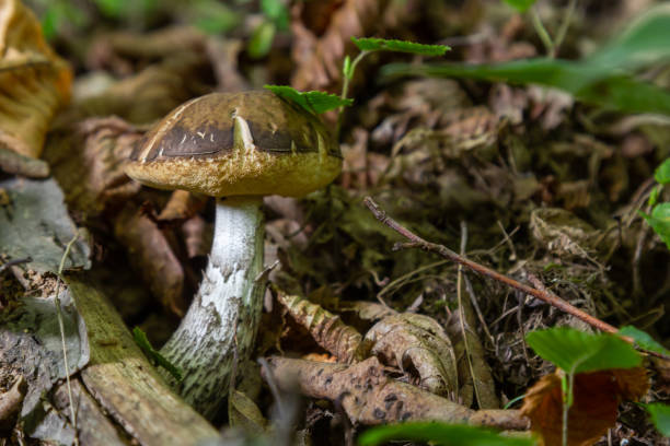 istock Edible mushroom Leccinum pseudoscabrum in deciduous forest. Known as Hazel Bolete. Wild mushroom growing in the leaves 1449448964