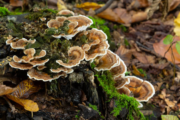istock Gloeophyllum sepiarium mushroom on the tree into the forest. Rusty gilled polypore 1449449423