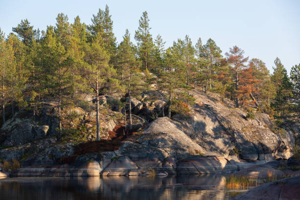 Ladoga skerries on the lake. A beautiful view of the rocky shores covered with pine trees. Nordic nature at sunset. Stunning view of islands and archipelago. National Park of Karelia