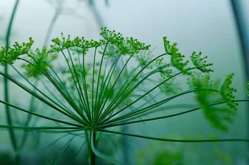 Large inflorescence of dill on blurred background. Fresh green fennel. Dill plant for publication, design, poster, post, screensaver, wallpaper, postcard, banner, cover, website. High quality photo