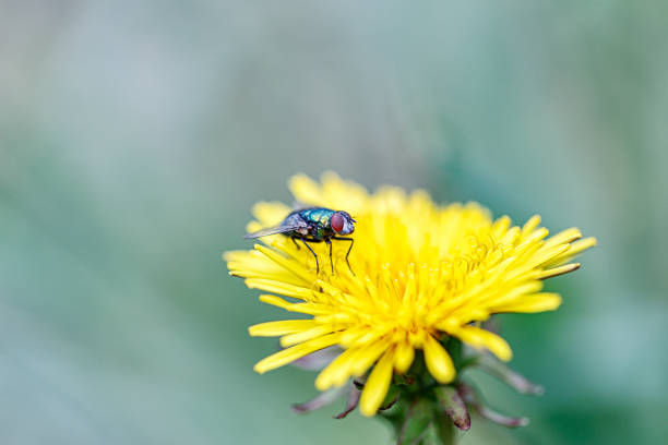 istock Common House Fly Resting on Blooming Dandelion Flower 1449452095