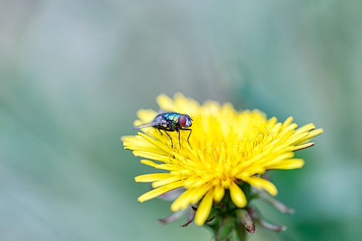 Common house fly resting on / pollinating a bright yellow blooming dandelion flower head.