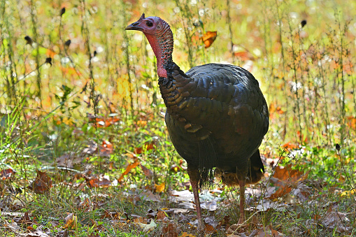Backlit male wild turkey in fall meadow, facing camera left. Taken in October in Connecticut's Litchfield Hills.