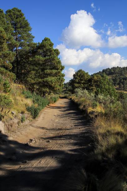 istock Vertical shot of a path running through green vegetation with clouds in the background 1449457185