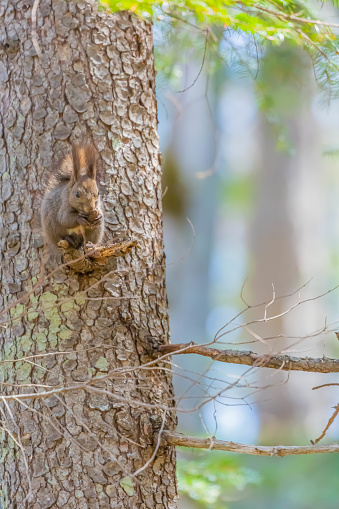 hokkaido squirrel eating in forest