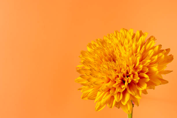 istock yellow sunflower flower closeup on orange background 1449458046
