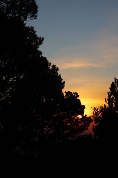 istock Vertical shot of tree silhouettes with a dramatic orange sunset sky in the background 1449458189