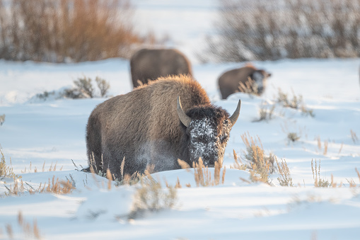 Bison or buffalo bull digs his way through deep snow during a heavy snow fall in Yellowstone's Lamar Valley in Wyoming and Montana USA