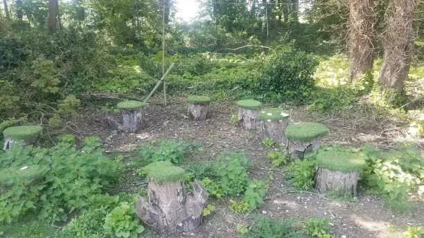 Small area sounded by trees found theses little stumps maybe they are seats