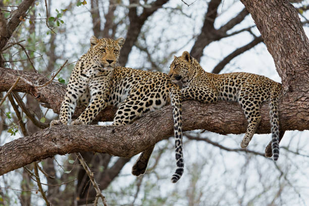 istock Leopard mother with cub in the tree  in Sabi Sands Game Reserve 1449461154